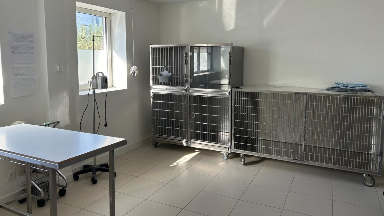 salle d'hospitalisation chiens